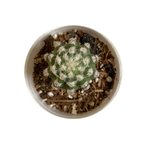 Echinopsis Cactus – Indian Gardens