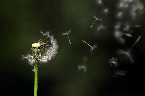 wind-pollination | Gardening ABC