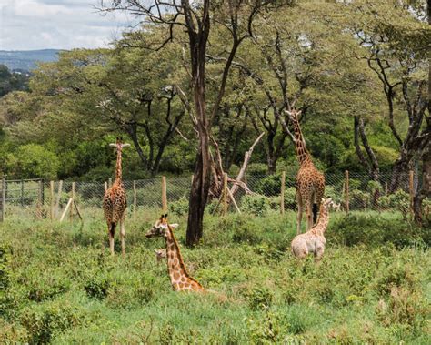 Feed Giraffes at the Giraffe Centre in Nairobi, Kenya