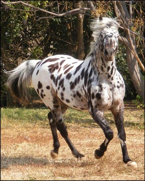 Pin on Horse Coat Patterns | Horses, Appaloosa horses, Appaloosa