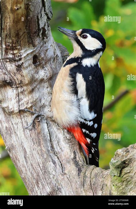 Female Great Spotted Woodpecker Dendrocopos Major On An Old Dead Tree