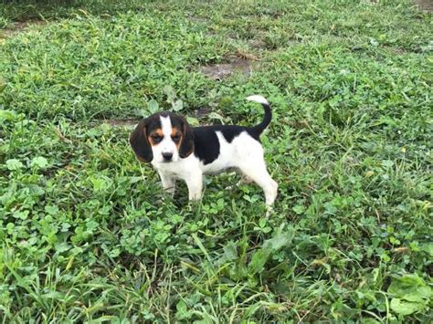 2 cute female beagle puppies for adoption Baltimore - Puppies for Sale Near Me