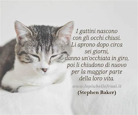 Frasi sui gatti le citazioni più belle e divertenti