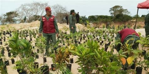 Fanb Contribuye Con El Plan Nacional De Reforestaci N Para Preservar