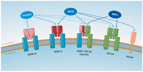 Ijms Free Full Text The Insulin Igf System In Mammalian Sexual