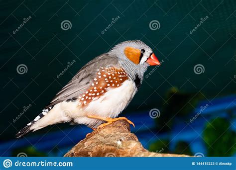 Beautiful Bird Zebra Finch Taeniopygia Guttata Perching On A Branch