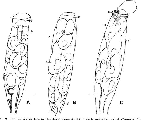 Obelia Hydroid Labeled Gonangium