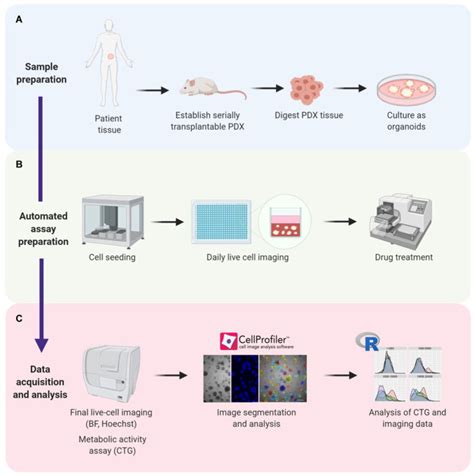 High Throughput Imaging Assay For Drug Screening Of 3d Prostate Cancer Organoids Abstract