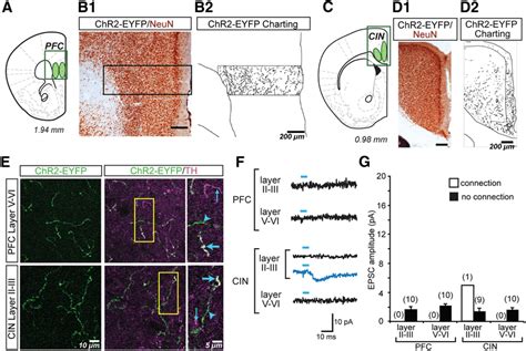 ChR2 EYFP Expression In Dopamine Axons And Glutamatergic Responses In