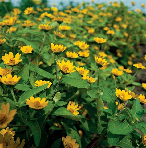 How to Plant and Grow Melampodium