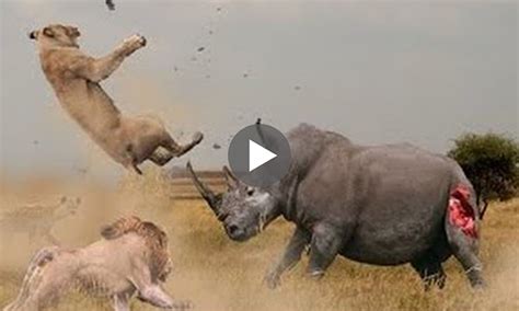 Lion vs Rhino Real Fighting Animals Videos - AMAZING ANIMAL