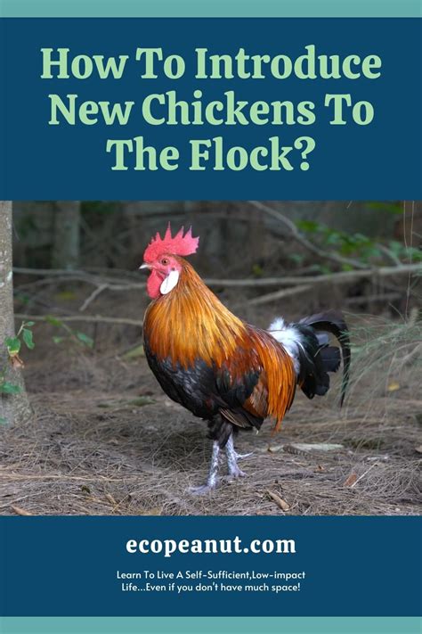 How To Introduce New Chickens To The Flock Artofit