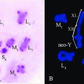 Paranothrotes Citimus A C Banded Chromosome In Metaphase I B Fish With