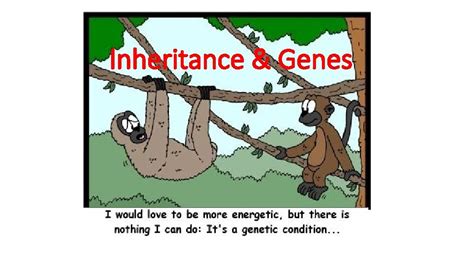 Inheritance Genes Learning Objectives To Understand How Traits