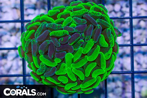 BIG Branching Hammer Frag Australia NEON TOXIC Corals