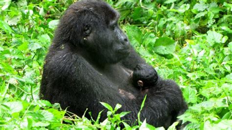 12 Amazing Facts About Mountain Gorillas #6 is Unbelievable