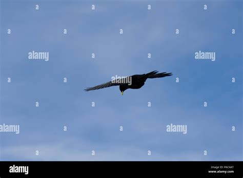 Alpine Chough Flight Pyrrhocorax Graculus Chocard Bec Jaune Stock