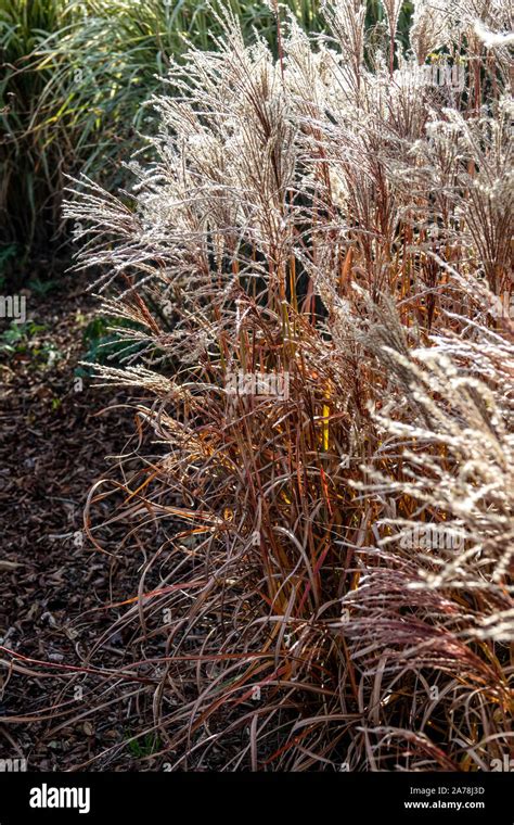 Miscanthus Sinensis Ferner Osten Stock Photo Alamy