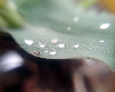 Grandes Gotas Bonitas Da Gua De Chuva Transparente Em Um Macro Verde