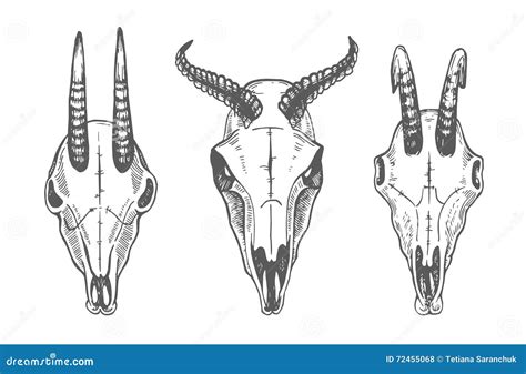 Czaszka Zwierz T Cakle K Zki Kreskowa Sztuka Kolekcja R Ki Rysowa