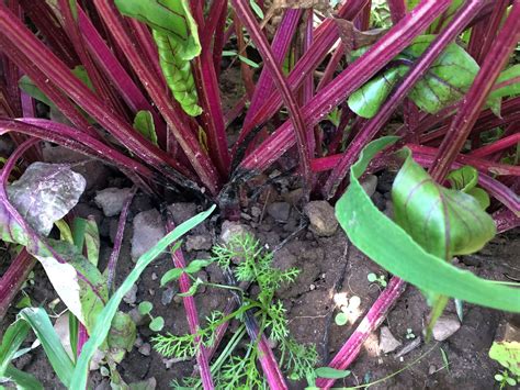 Rhizoctonia Crown And Root Rot Of Table Beet Cornell Vegetables