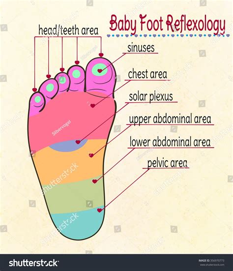 Vector Illustration Babys Feet Reflex Zones Stock Vector (Royalty Free