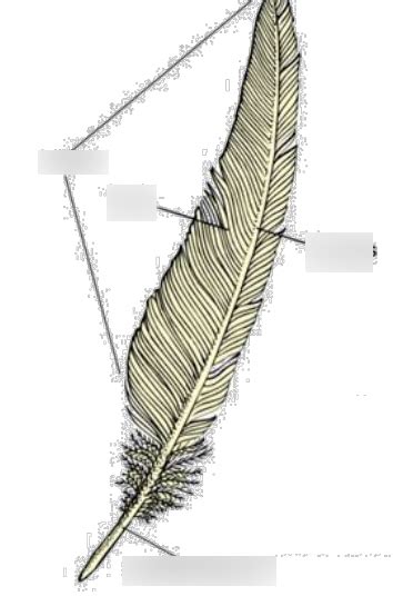 Feather structures diagram Diagram | Quizlet