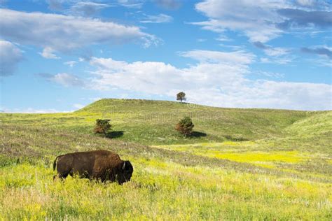 Black Hills South Dakota Stock Image Image Of Outdoor 121797973