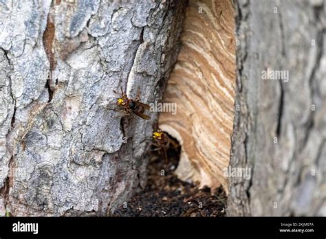 European Hornet Vespa Crabro In Flight From The Nest In A Cave In An Old Tree Trunk