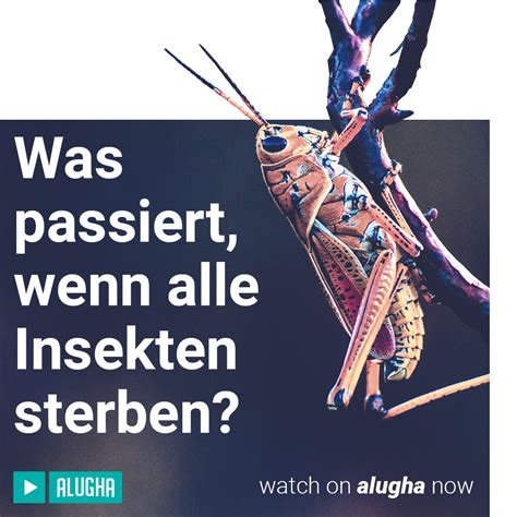 Was W Rde Passieren Wenn Alle Insekten Sterben W Rden