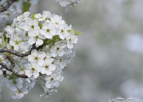 Bradford Pear Blossoms Mia Mcphersons On The Wing Photography