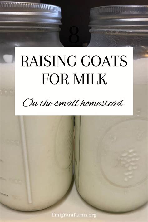 How To Raise Dairy Goats For Milk The Ultimate Guide Artofit