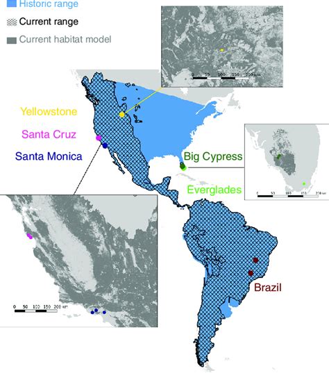 Historic And Current Distribution Of The Puma Puma Download Scientific