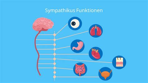 Sympathikus Einfach Erkl Rt Definition Und Funktion Mit Video