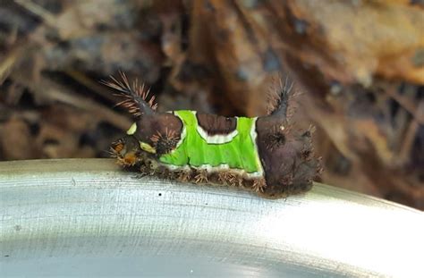 Packsaddle Caterpillars | Home & Garden Information Center