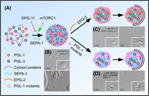 Phase Separation Transition And Autophagic Degradation Of Proteins In