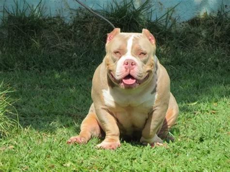 Filhotes De American Bully Micro Pocket Exotic Escorrega O Pre O