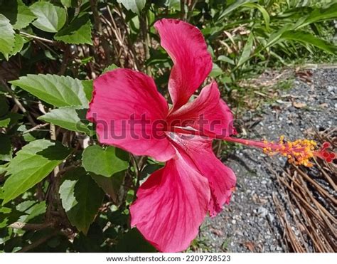 Selective Focus Red Hibiscus Malaysias National Stock Photo