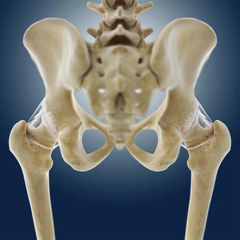 Hip Anatomy Photograph By Springer Medizin Science Photo Library