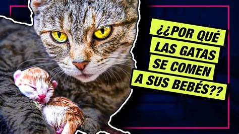 Por Qu Las Gatas Comen A Sus Cr As Y C Mo Prevenirlo Piensos Ibarra