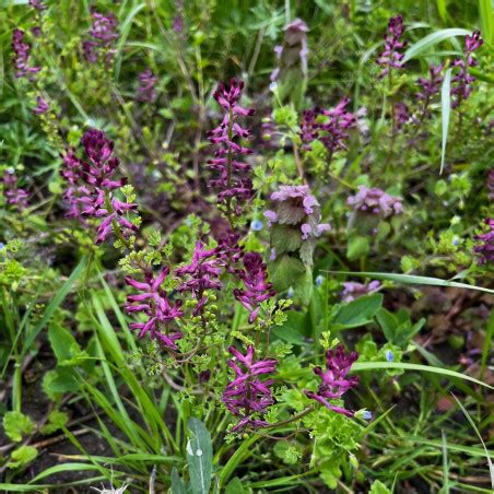 Graines De Fumeterre Officinale Semences De Fumaria Officinalis