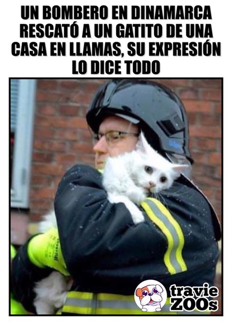 Gato Asustado Meme