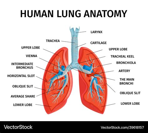 Human lung anatomy diagram Royalty Free Vector Image