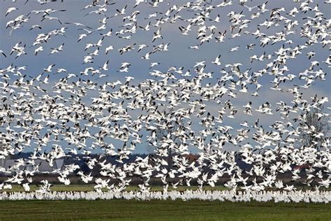 Stunning photos from the snow goose migration | Cottage Life