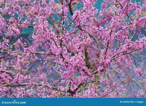 Ciérrese Para Arriba De árbol Floreciente Rosado Del Siliquastrum Del