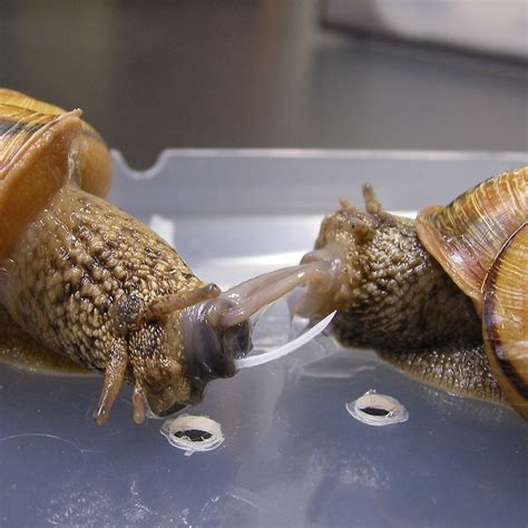 Water Snails Mating Atelier Yuwa Ciao Jp