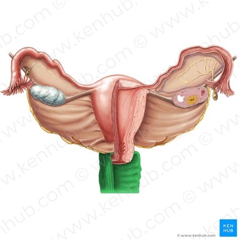 Female Reproductive Flashcards Quizlet