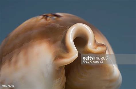 Cypraea Fultoni Photos And Premium High Res Pictures Getty Images