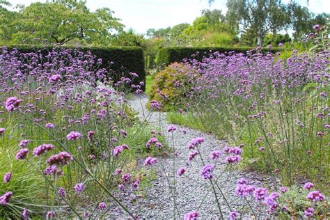 How To Grow Verbena Bonariensis John Denson S World Of Gardens