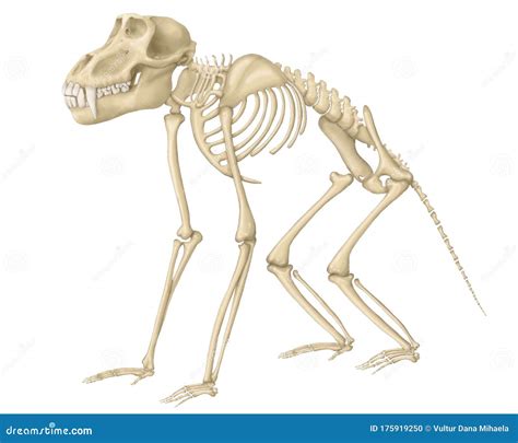 Baboon skeleton stock illustration. Illustration of white - 175919250